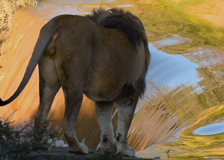 ��Ӱʦ�ĵ�����ʨ���ӱ��ٲ�������������˲�䡱