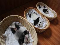 2015��������è�����״����� ���ﺨ˯�������ˡ�