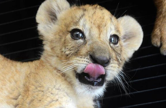 �ൺҰ��������������ʨ���ȷ��ο͡�