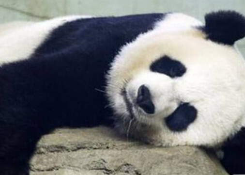 ������è�����㡱һֻ���̲���ز�ۡ�