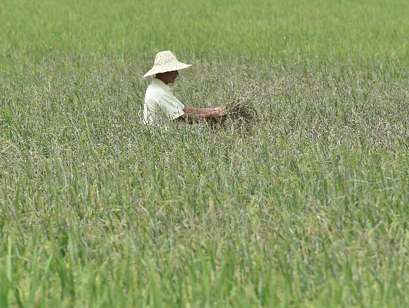 安徽早籼稻亩产减少 种植收益下降”