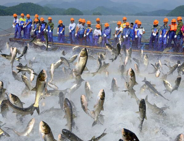 �㽭����ǧ������������ ��Ⱥ���ڳ���׳�ۡ�