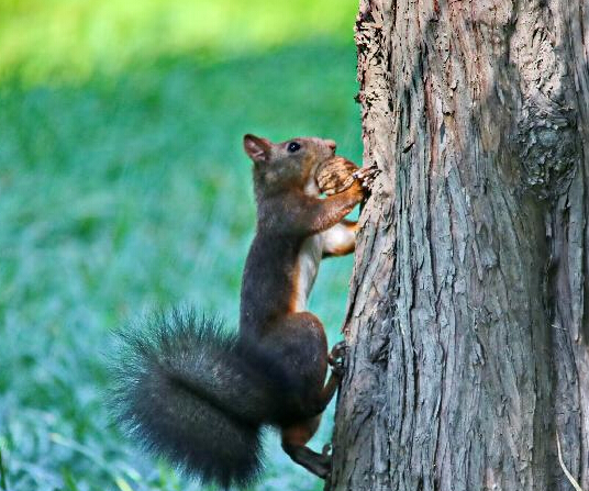 ��Ӱʦ��׽С����ժ����˲�䡱