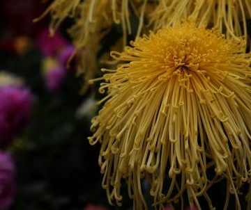 �ຣ��������м�ɫ �`¶����Ӣ��