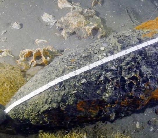 ������Ա�ڻƺ����ּ��纣ս��������Զ������