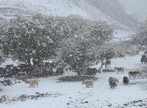 ��ɽ��ѩ��