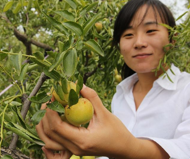 ɽ��մ�����Ƴ�������̬��ӭ�ӻƽ��ܡ�