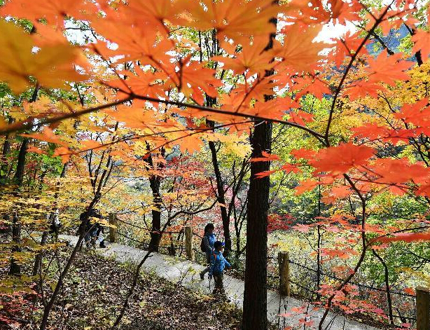 叶红青山沟 别有秋韵”