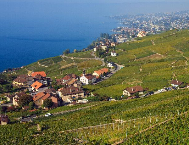 瑞士拉沃葡萄熟了”