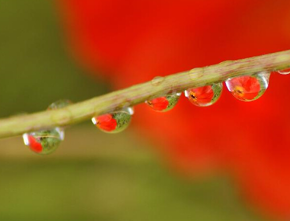 ���Ӿ�ʢ�硿������¶��