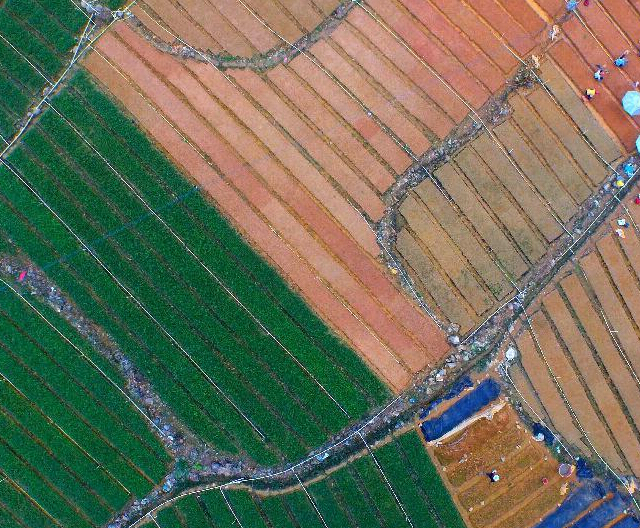 ��԰��ɫ����