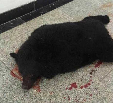 ������˫Ѽɽһ��ѧ�������� ���������С�