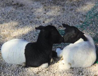 ��������Ⱥ�򡰾�������