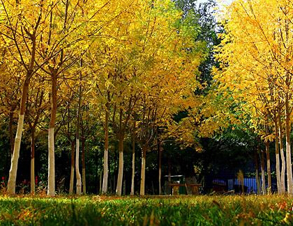 �½��п�ѷ�ﾰ������������