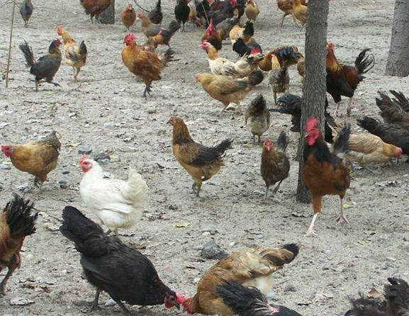 ��չ��ҵ��ƶ  ������ƶ�¸���һ����