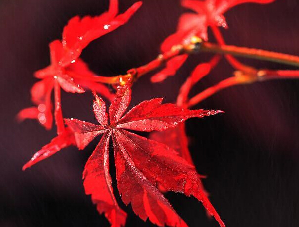 ��ɫȾ���� ��Ҷ���绨��