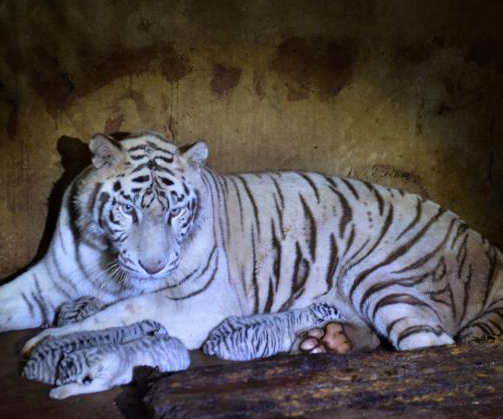 ���϶���԰�׻������5��̥��