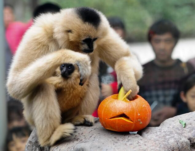 ���϶���԰�������ݡ����Ϲϡ���ս��