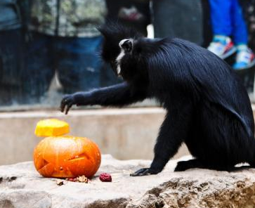 ���϶���԰�������ݡ����Ϲϡ���ս��