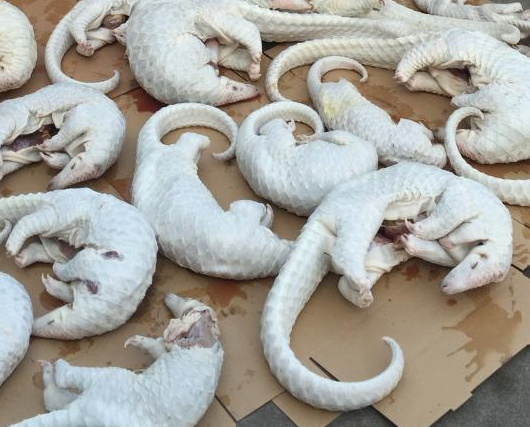 �㶫���ز���ش���˽�� �ɴ�ɽ��2674ֻ��