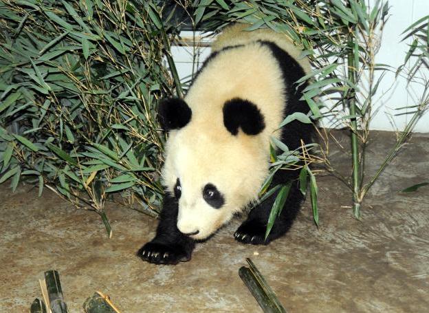 �µ�����Ȫ������԰����è���������ع����ӡ�