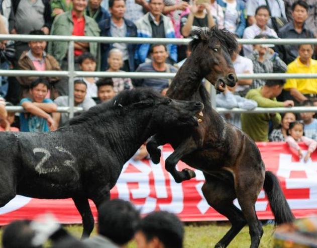 广西融水芦笙斗马节 雄马为雌马疯狂”