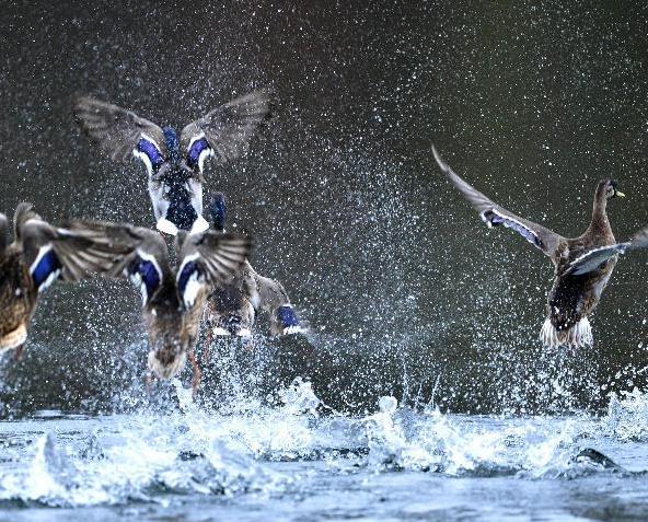 Ϸˮԧ������