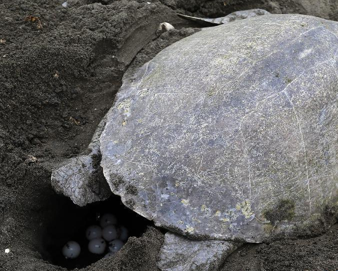 ��ʮ�򺣹��ӵ����˹����Ӻ�̲���ѡ�