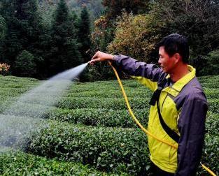 湖北深山茶农用豆浆浇灌茶叶”