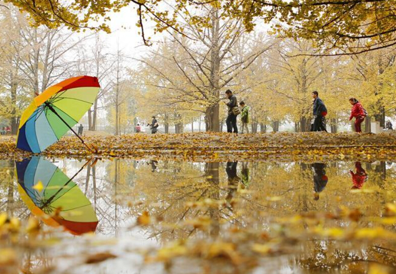 ����Ҷ�� �������