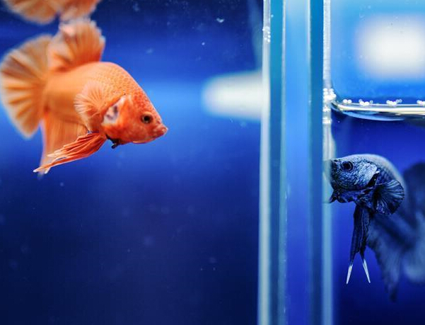 ̩���������ݶ�ʳ����㡱