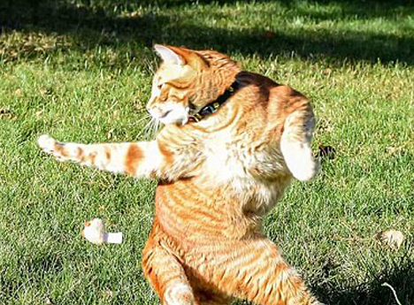 ���滵�������ˣ� ������è�䡱��ЦPSͼ����(��ͼ)��