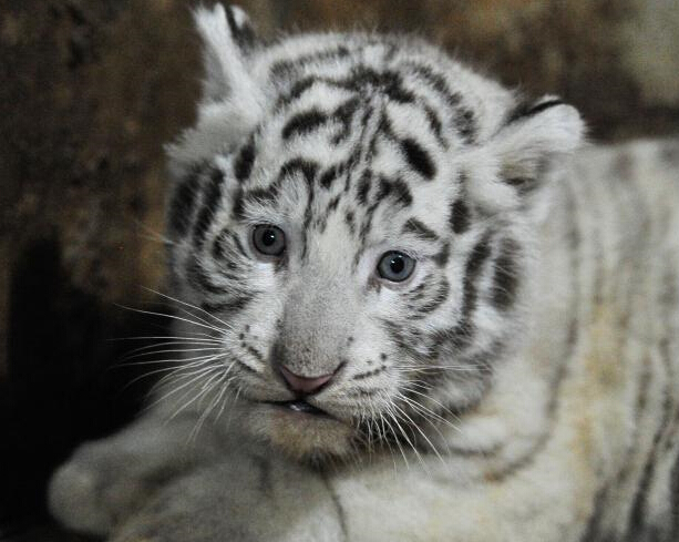 ����Ұ������԰�׻��������¡�