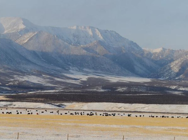 ��������ɽ��ѩ����ţ�硰��������