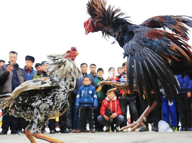 �½��������ݶ������ϵġ�ȭ��������