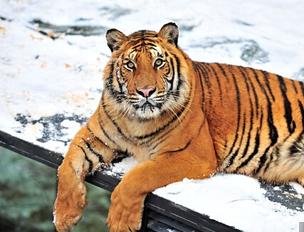 ������ѩ�ֻ�����԰��������