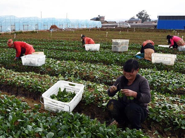 �淶����ֲ��Ʒ�߲�Զ������ۡ�