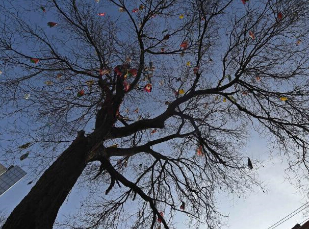 ̫ԭ�����ء�ʥ������ �ɱ��������֦ͷ��