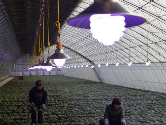 �������ơ������� ���������߲�������