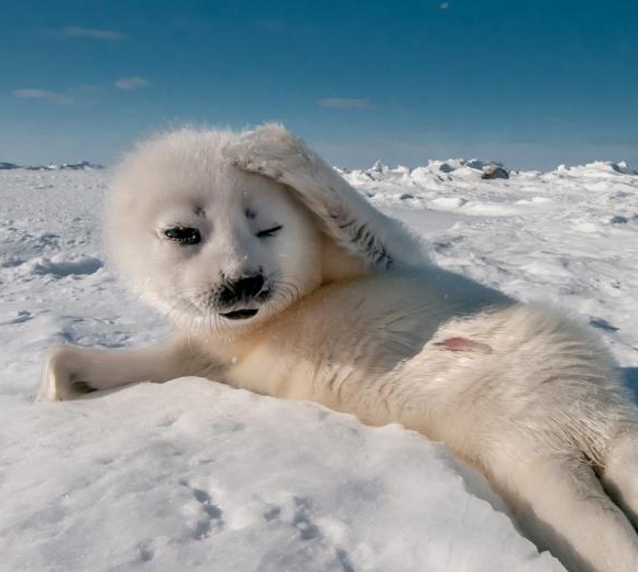 ����������ͷ�µ��������� ��̬���䡱