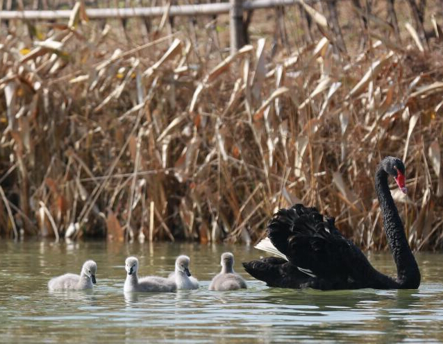 ��������ʪ������Ȼ����������족