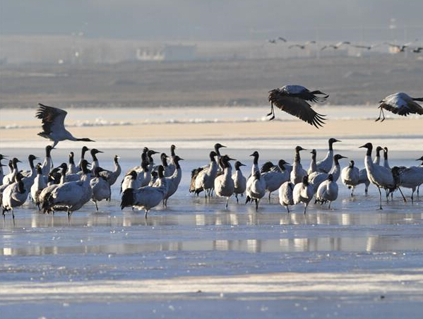 ������³�ز�����