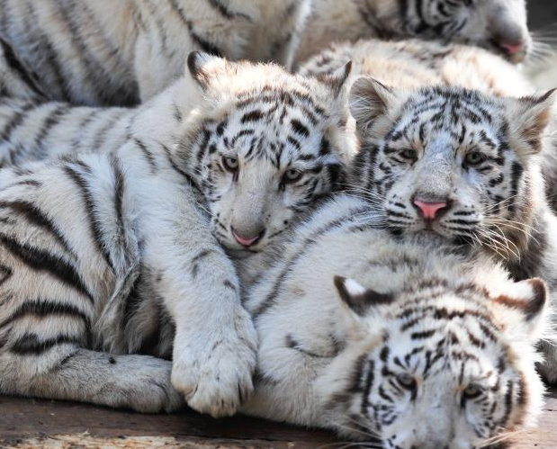 ����Ұ������԰5ֻС�׻����οͼ��桱