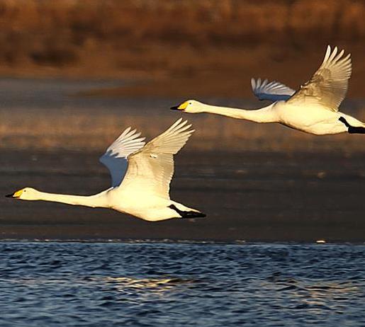 大批候鸟宣化洋河湿地越冬”