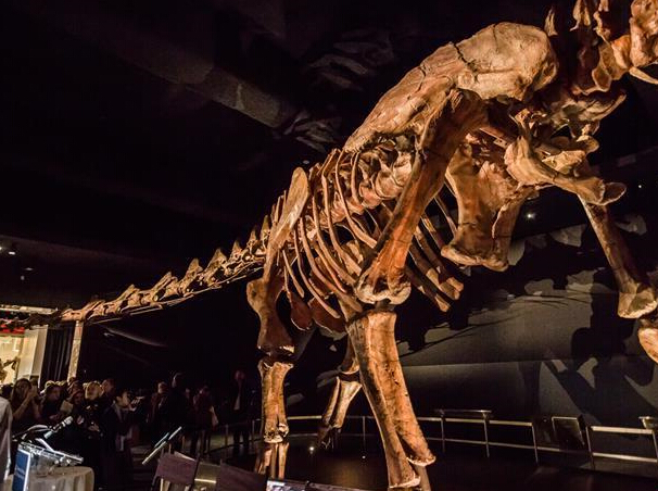 巨型“泰坦巨龙”骨架亮相纽约”