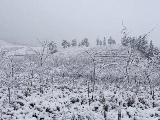 �㽭����Ϫ�����ѩ���ǰײ�԰�֡���ѩ������