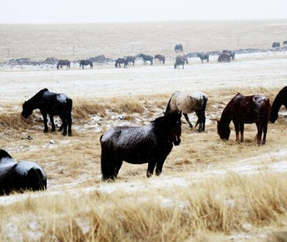 ����ɽ����������ѩ����ͼ����