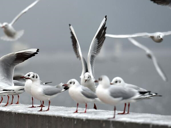“春城”昆明下雪了”