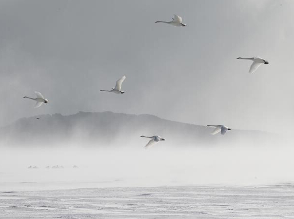 ��ѩ������