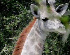 ̹ɣ���Ǿ��ְ�ɫ����¹ ������Ȱ׻�����